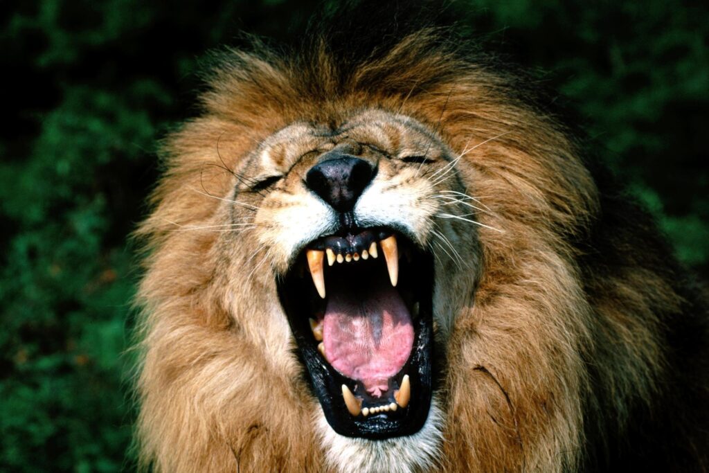 Majestic Lion Close-Up: Fierce Mane & Expression Against Green Background Wallpaper