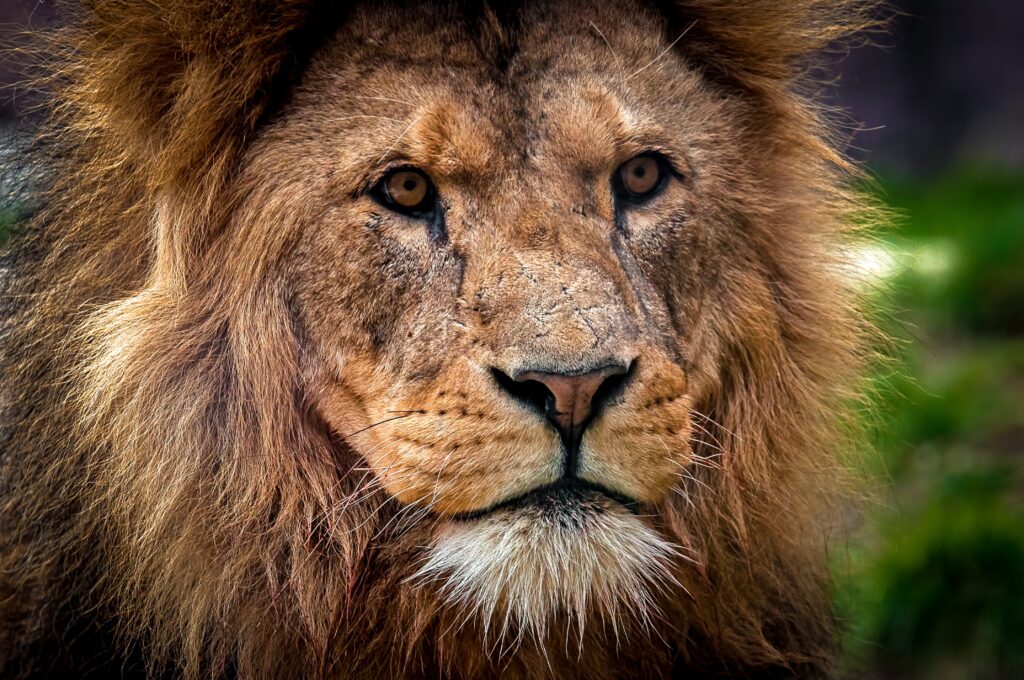 Majestic Lion Close-Up Wallpaper: King of Beasts in Detail