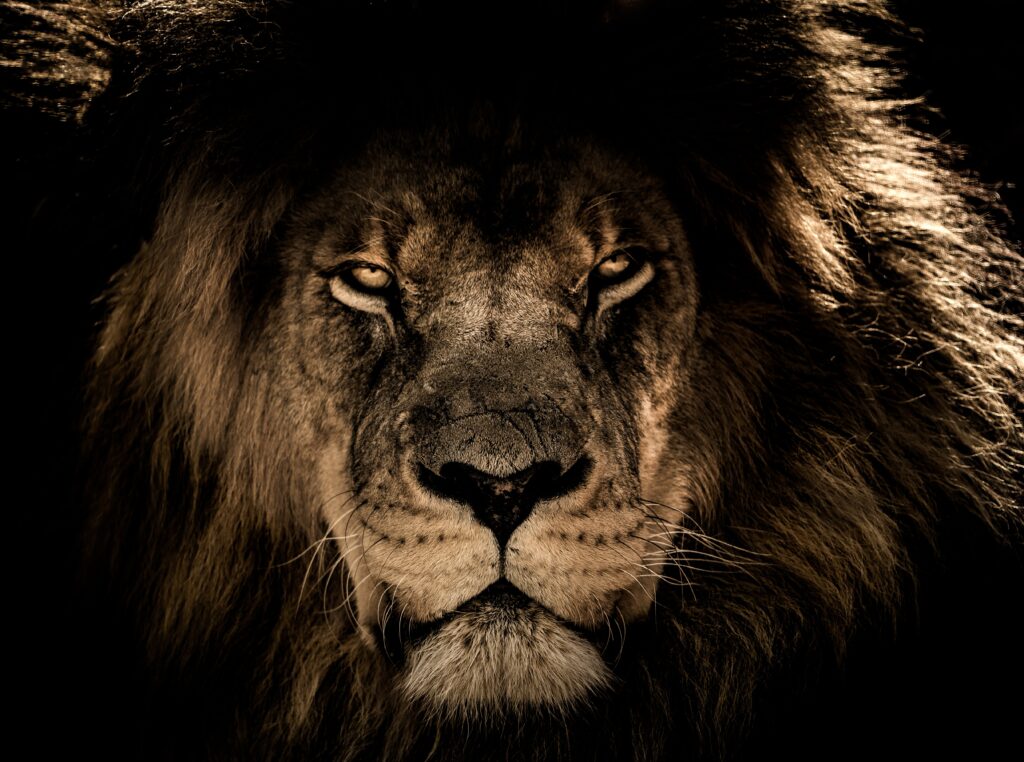 Close-Up Lion Wallpaper: Power, Elegance & Majestic Mane