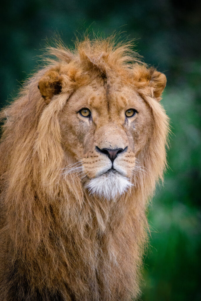 Majestic Lion Close-Up Wallpaper: Regal Beauty in High Resolution