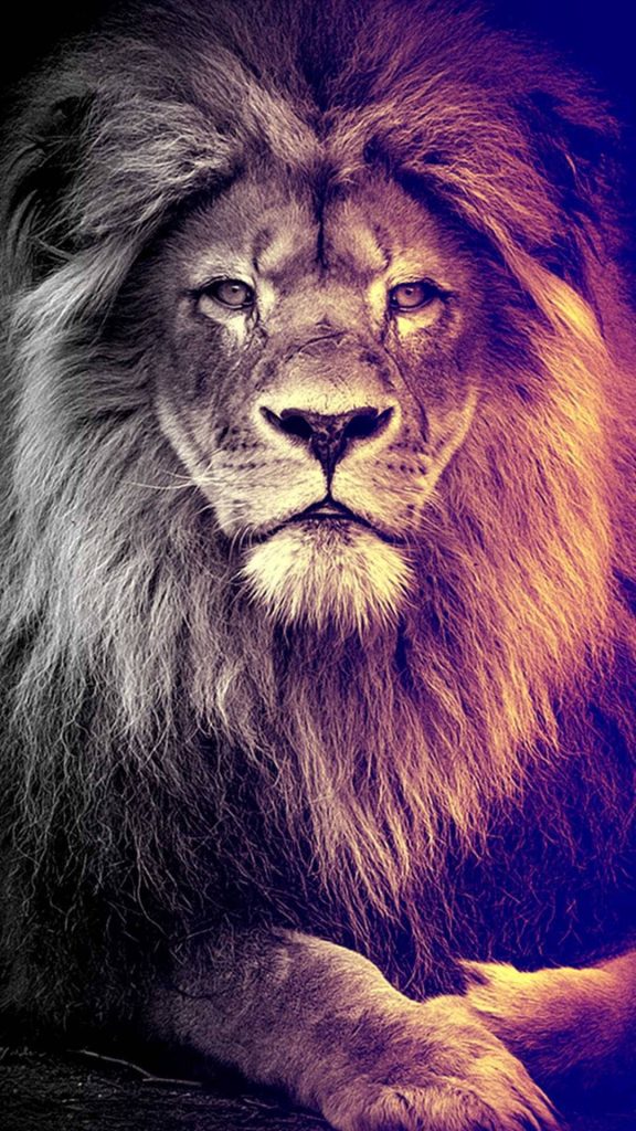 Close-up majestic male lion portrait with dramatic purple and gold lighting Leo wallpaper background