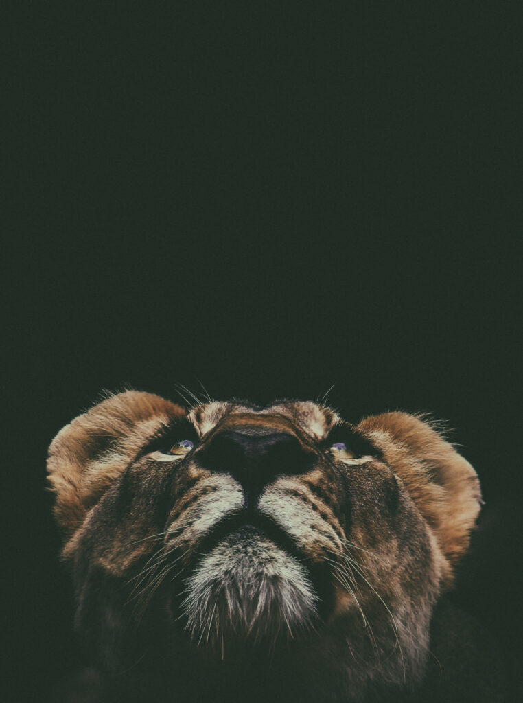 Majestic Lion Cub Portrait: Captivating View Against Dark Background Wallpaper