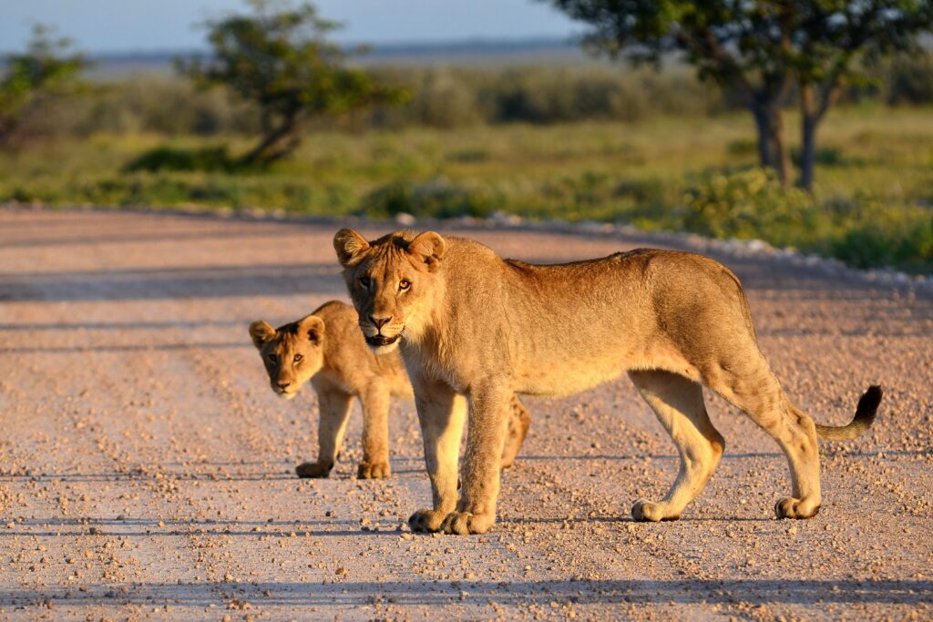 Majestic Lion & Cub on Sunlit Road - Serene Wild Landscape Wallpaper