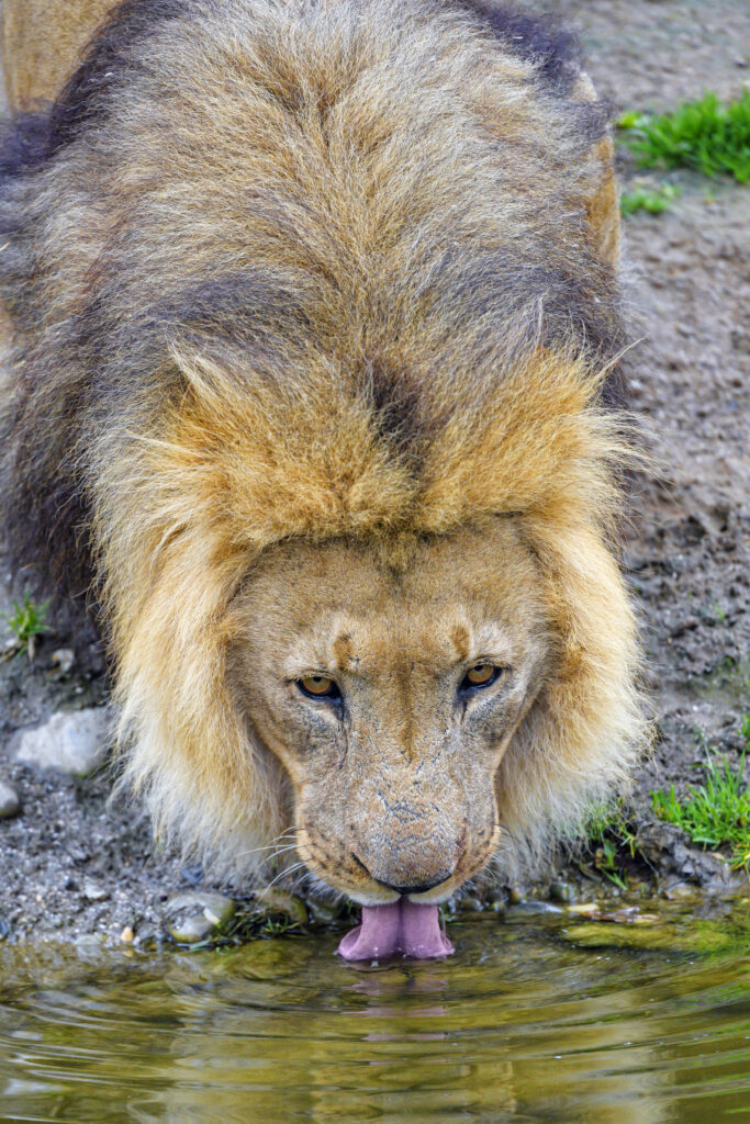 Majestic Lion Drinking Water - Stunning Wildlife Wallpaper
