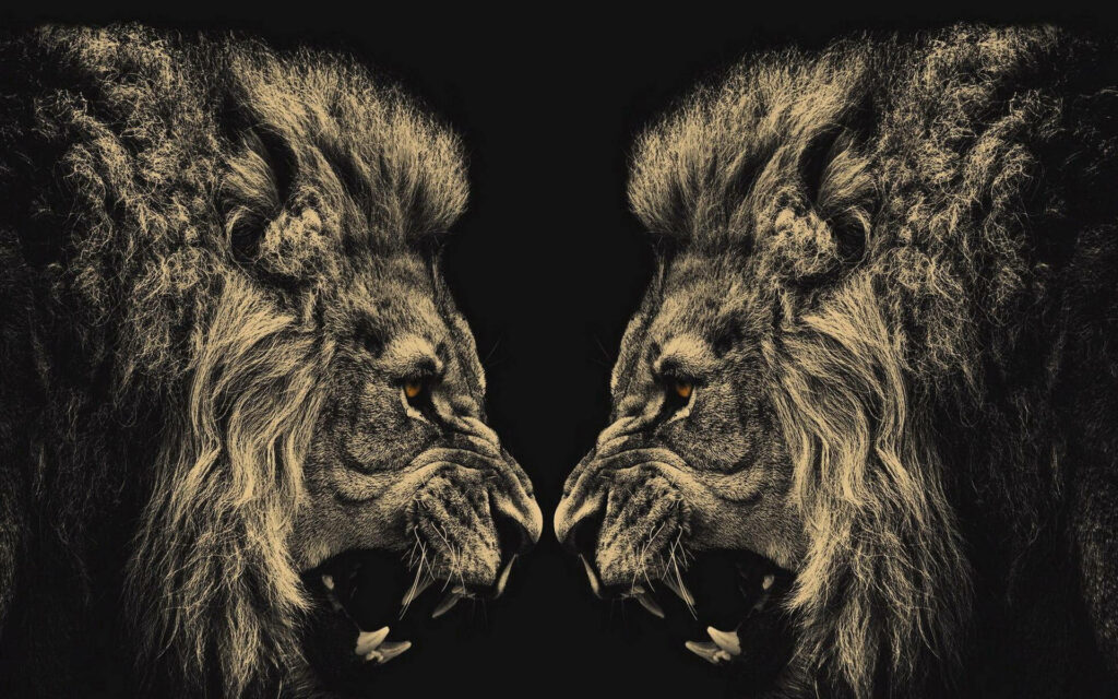 Majestic Lion Faces Wallpaper: Fierce Duality on Dark Background