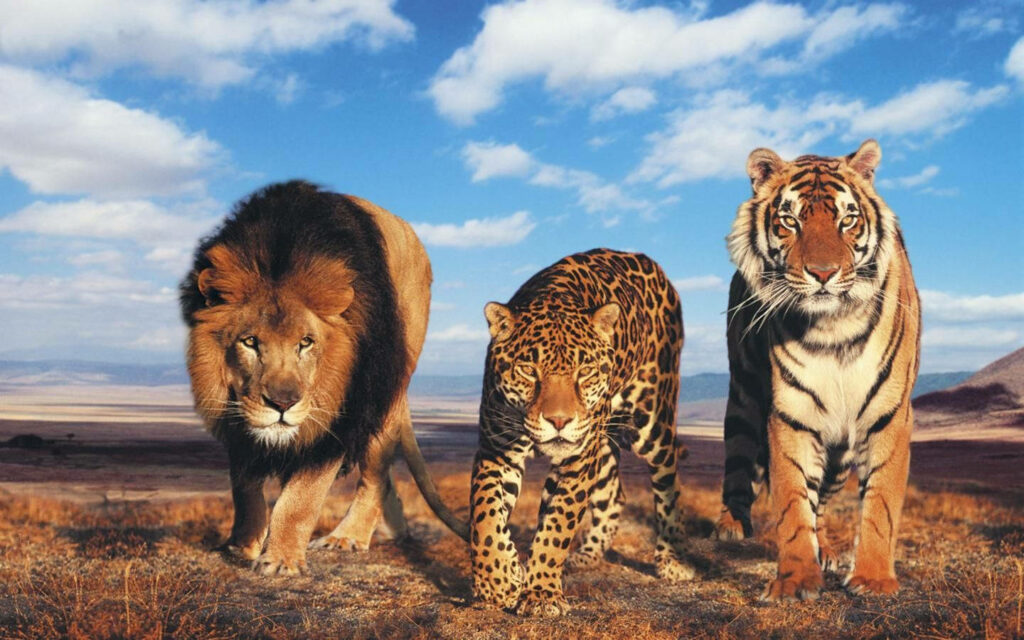 Majestic Lion, Leopard & Tiger on Rugged Landscape Wallpaper