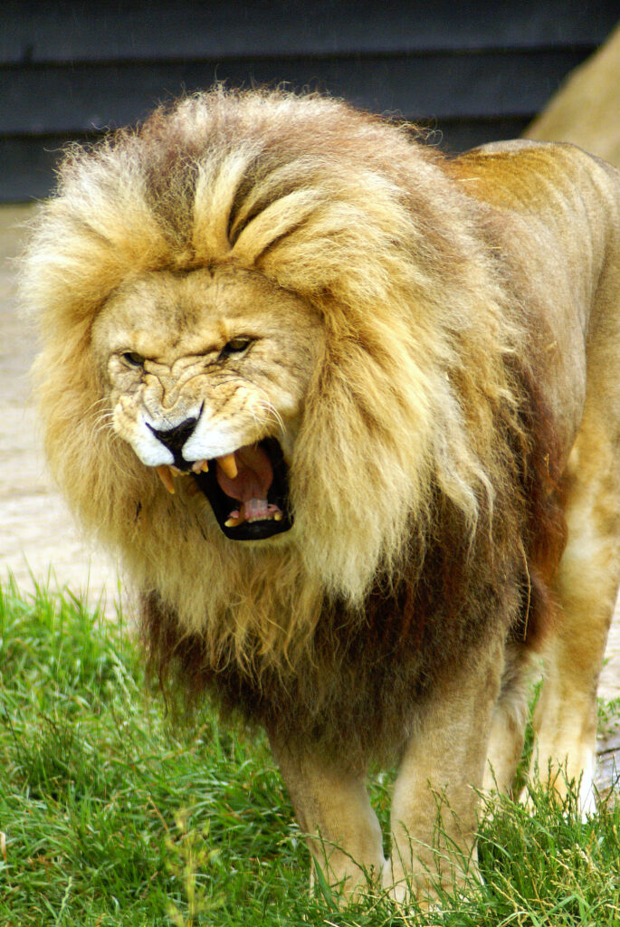 Majestic Lion Roaring: Powerful Big Cat Wallpaper Background