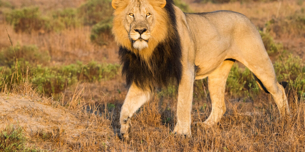 Majestic Lion Strides Through Sunlit Grass Field: Strength & Grace Wallpaper