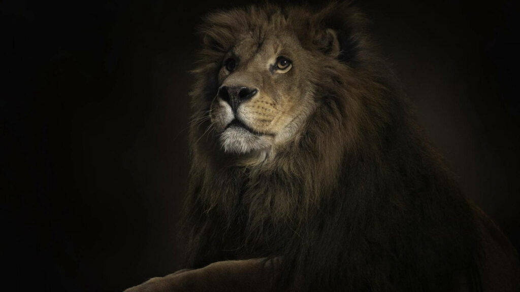 Majestic Lion Wallpaper: Powerful Gazing Against Black Background