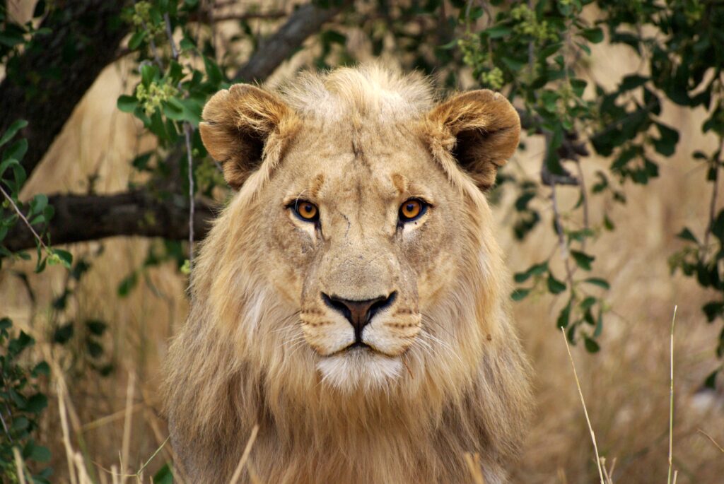 Majestic Lion Wallpaper: Regal Beauty in Lush Greenery Background