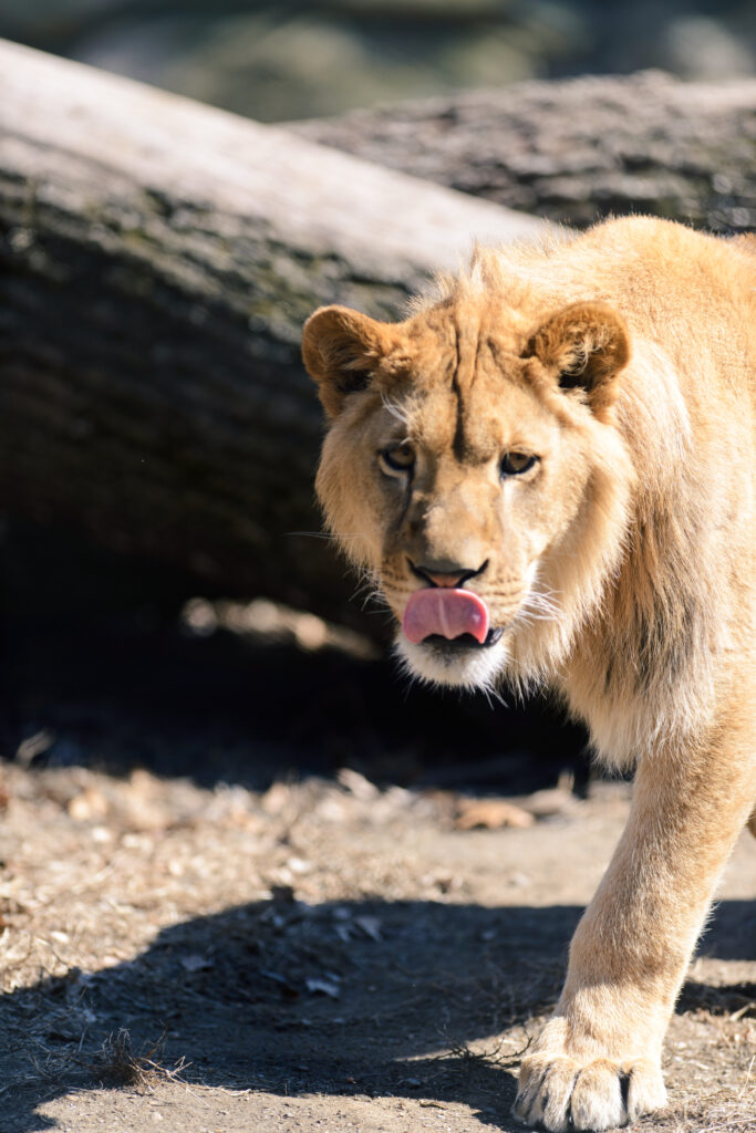 Majestic Lion Wallpaper: Playful Big Cat in Natural Setting
