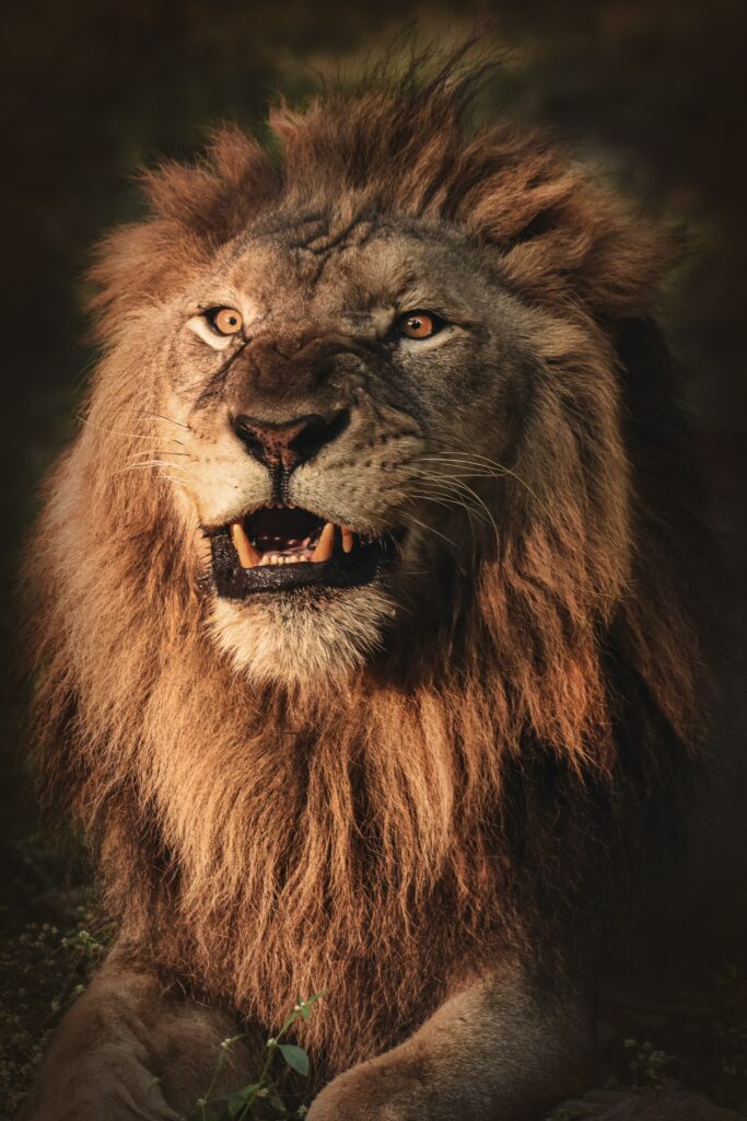 Majestic Fierce Lion Wallpaper: Powerful, Regal Predator Background