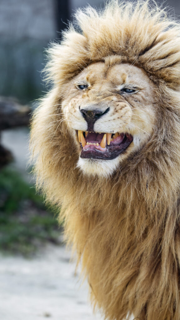 Majestic Lion Wallpaper: Fierce Grin & Impressive Fangs in Nature