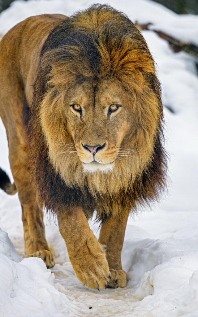 Majestic Lion Prowling in Snowy Landscape - Stunning Wildlife Wallpaper