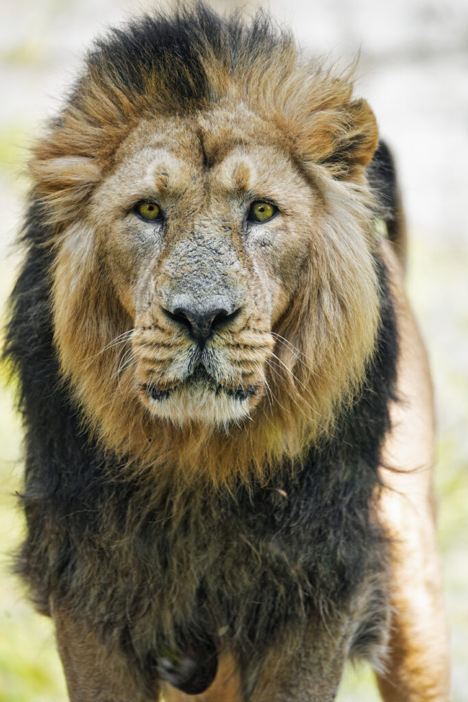 Majestic Lion Wallpaper: Fierce Predator with Intense Gaze