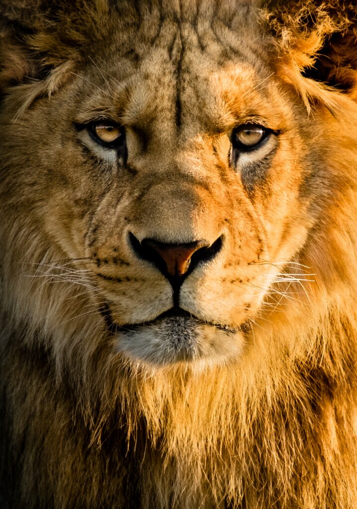 Majestic Lion Wallpaper: Intense Gaze & Powerful Presence