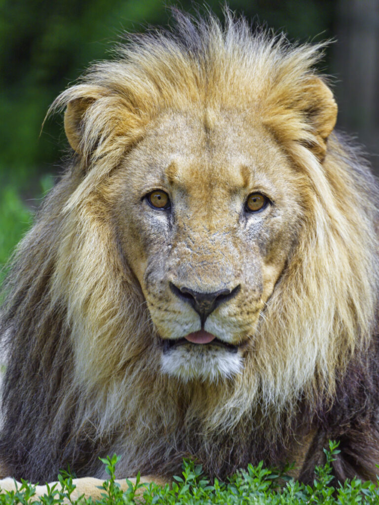 Majestic Lion Wallpaper: Regal Mane & Humorous Tongue Close-Up