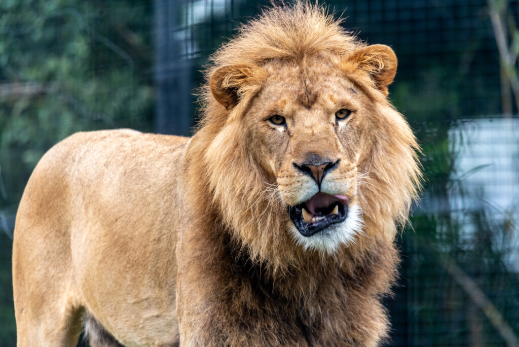 Majestic Lion Wallpaper: Powerful Predator Iconic Background