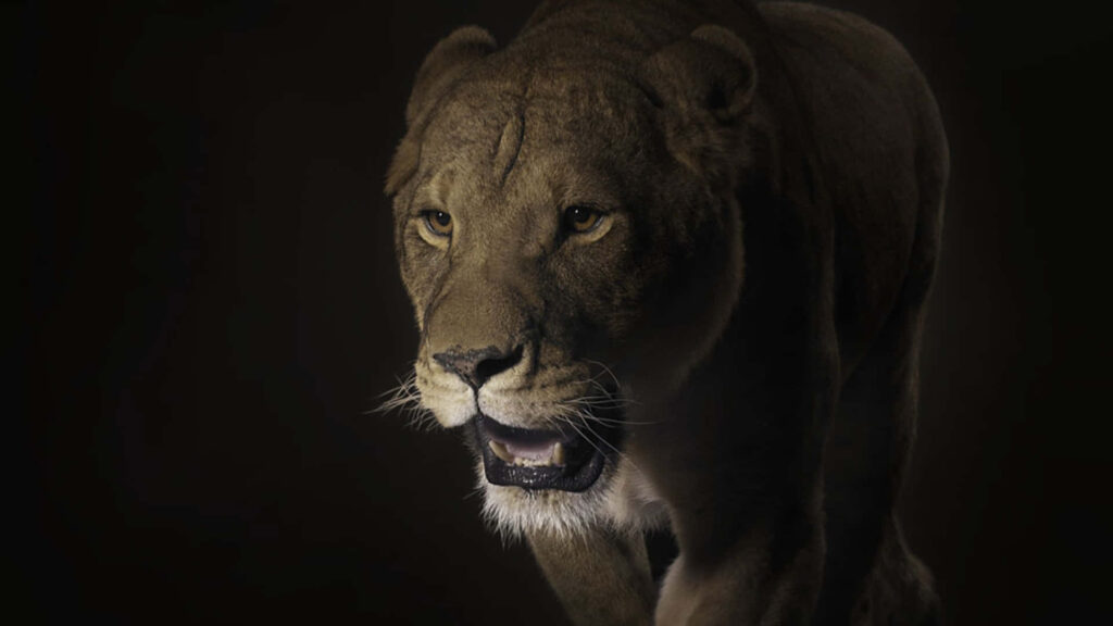 Majestic Lion Portrait: Intense Focus & Dramatic Dark Background Wallpaper