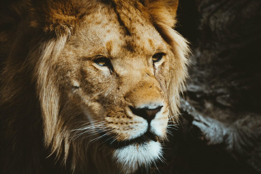 Majestic Lion Wallpaper: Intense Gaze & Powerful Presence