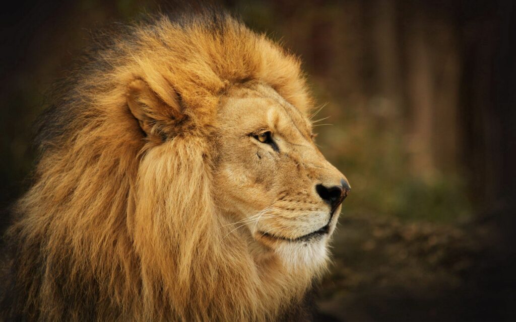 Lion Wallpaper: Majestic Strength Against Blurred Nature Background
