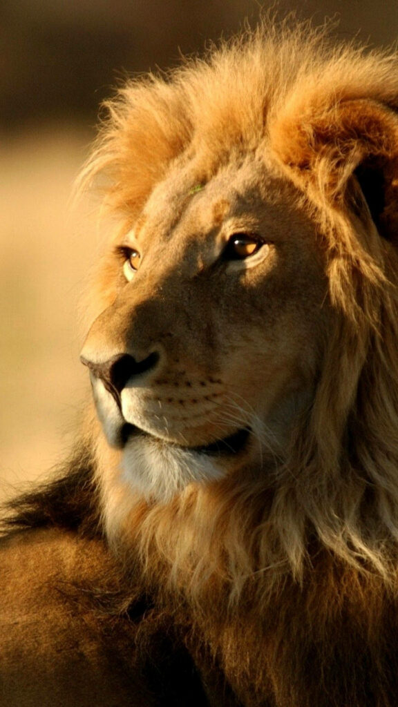 Majestic Lion Wallpaper: Thick Fur & Sunlit Background for iPhone
