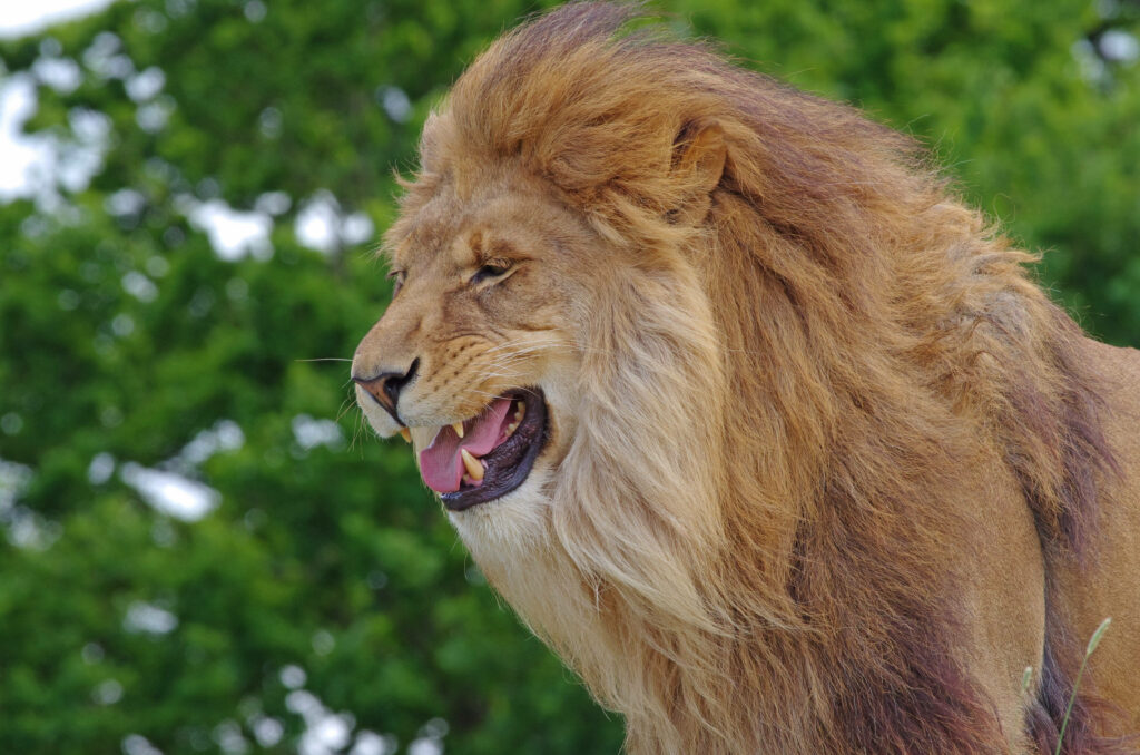 Majestic Lion Wallpaper: Intense Predator in Lush Green Background