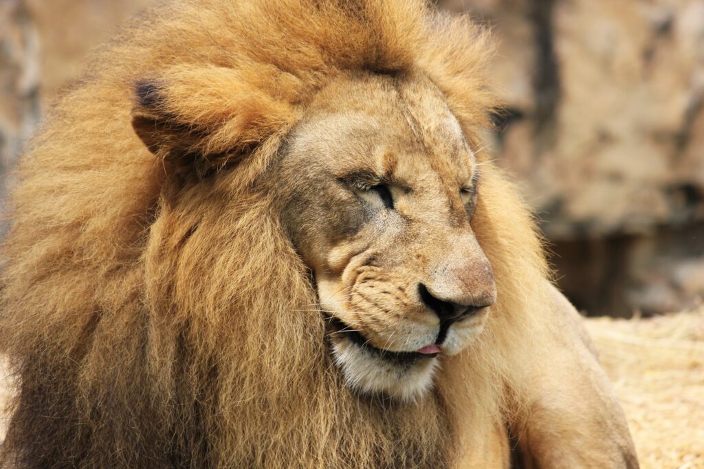Majestic Lion Wallpaper: Powerful Muzzle & Magnificent Mane