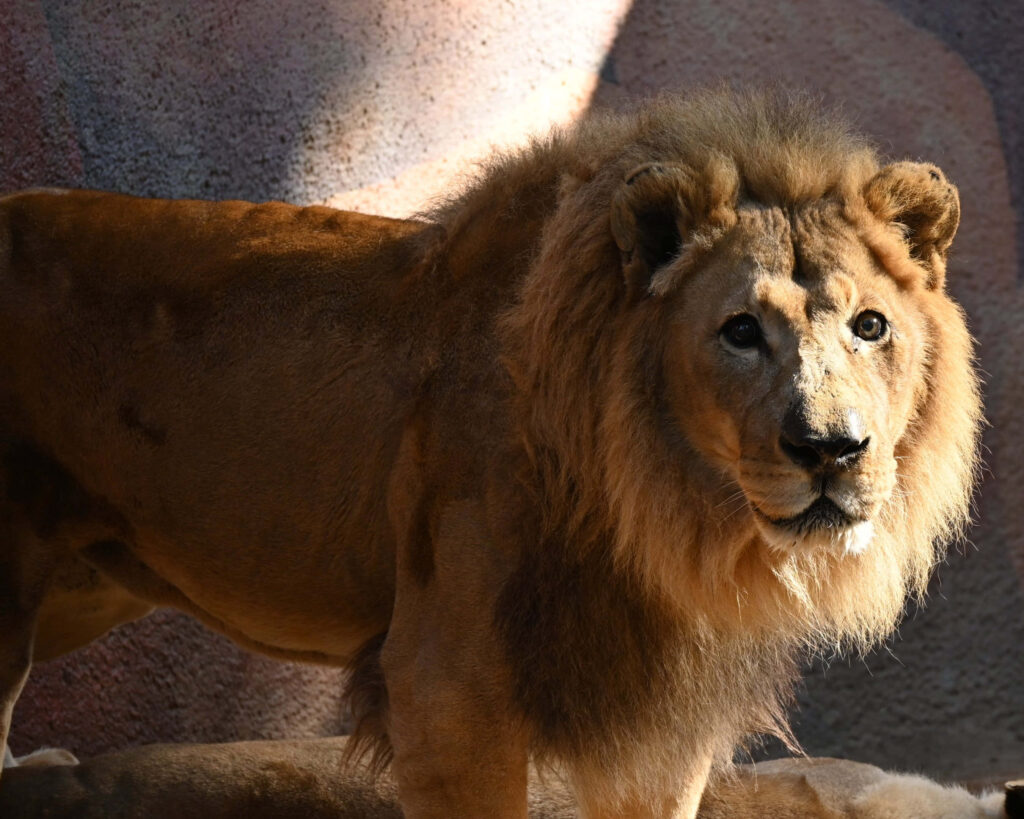 Majestic Lion Wallpaper: Powerful Physique & Intense Gaze