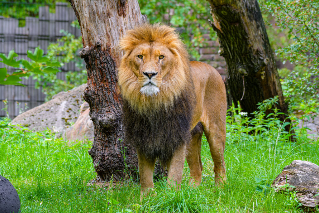 Majestic Lion in Lush Grass: Regal Wildlife Wallpaper Background