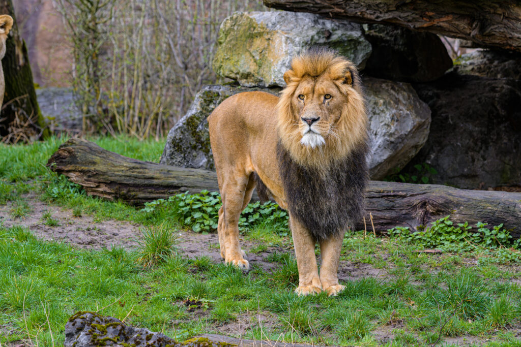 Majestic Lion Wallpaper: Stunning 5568x3712 Natural Setting
