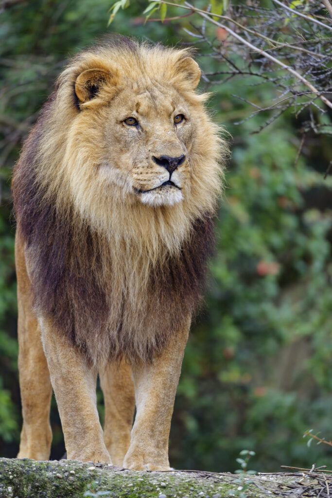 Majestic Lion Wallpaper: Powerful Predator in Nature's Embrace