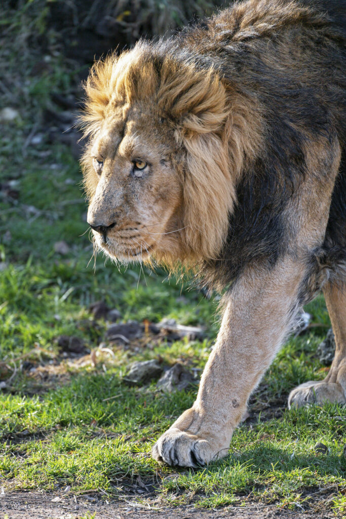 Majestic Lion Wallpaper: Powerful Predator in Lush Wild Background