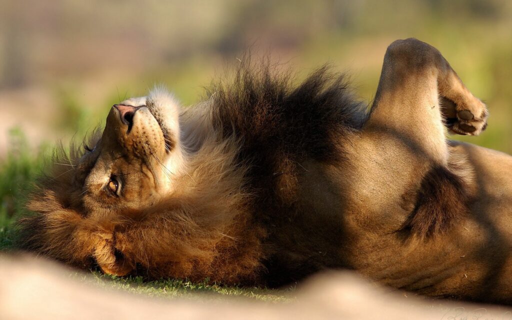 Serene Lion Wallpaper: Majestic Big Cat Relaxing in Nature's Beauty