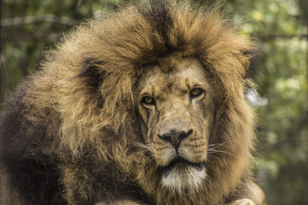 Majestic Lion Wallpaper: Powerful Mane & Serene Greenery Background