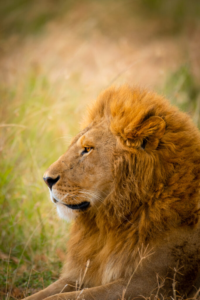 Majestic Lion Resting in Tall Grasses - Stunning Wildlife Wallpaper