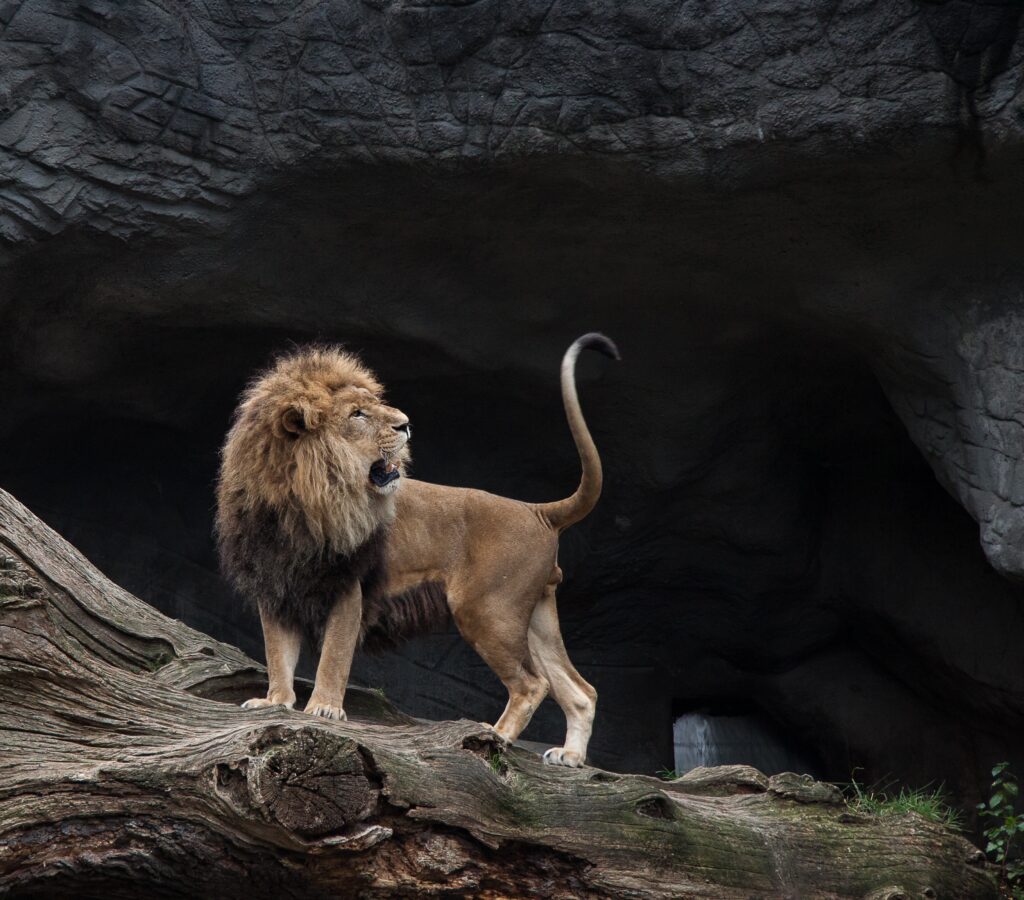 Majestic Lion on Rugged Stones: Powerful Predator in Nature Wallpaper