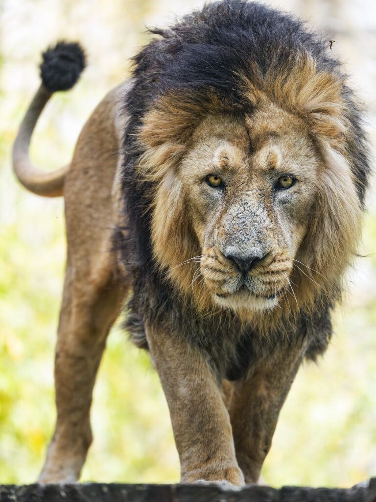 Majestic Lion Wallpaper: Wild Beauty & Powerful Presence Background