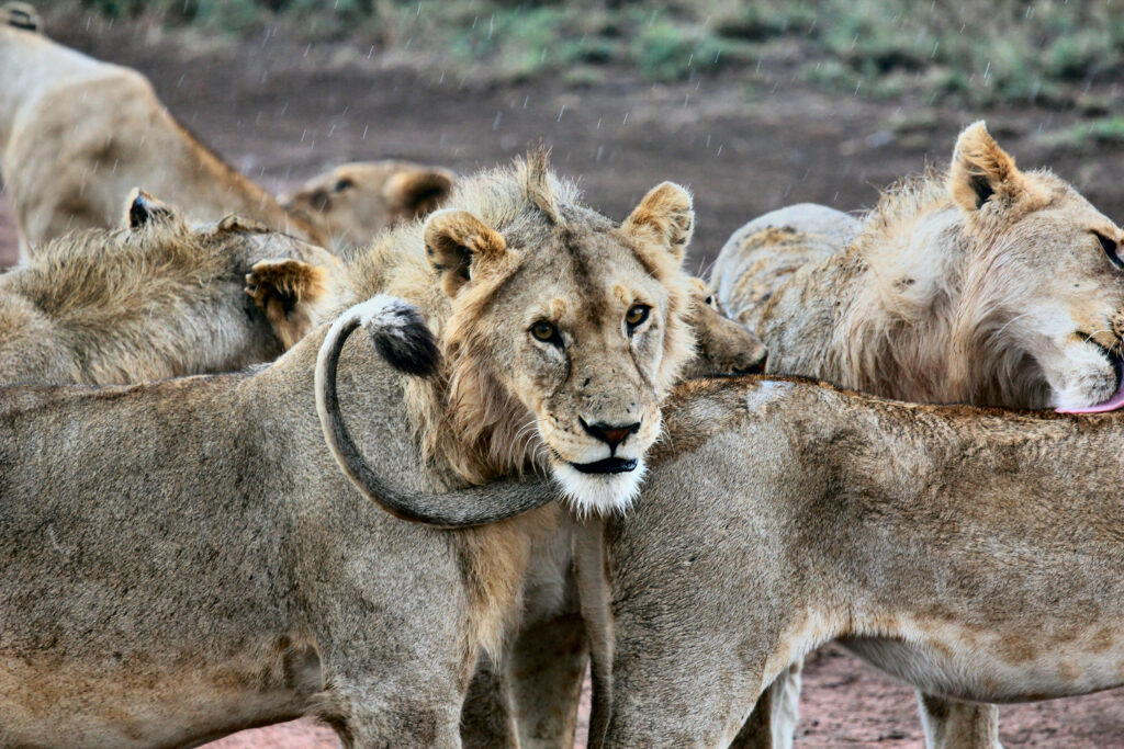 Majestic Lions in Natural Habitat – Expressive Muzzles Wallpaper