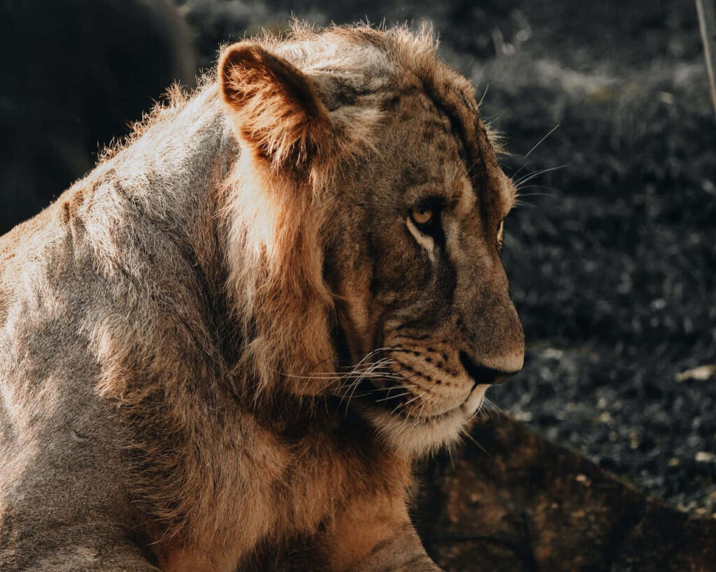 Majestic Lion Profile Wallpaper - Regal Mane & Intense Gaze