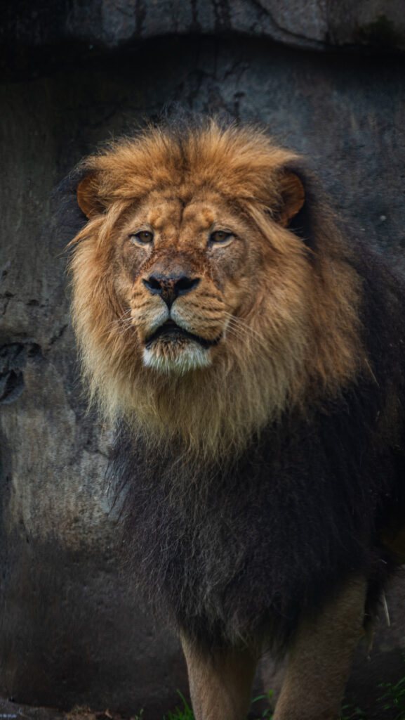 Majestic Lion Wallpaper: Regal Predator with Golden Mane