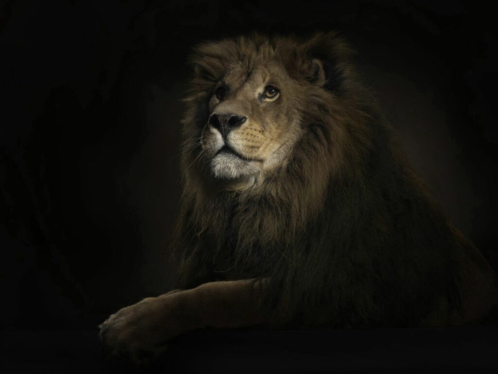 Majestic Lion Wallpaper: Dramatic Shadows Highlight Regal Features