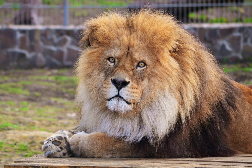 Majestic Lion Wallpaper: Regal Predator in Natural Setting
