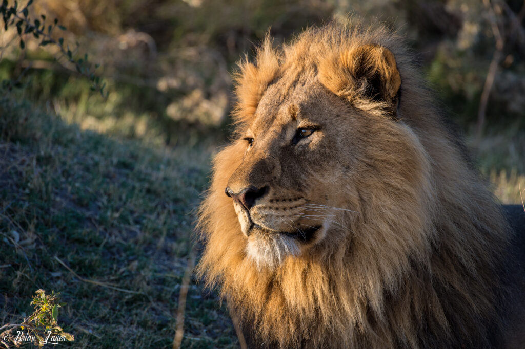 Majestic Lion Wallpaper: Regal Predator in Natural Light Background
