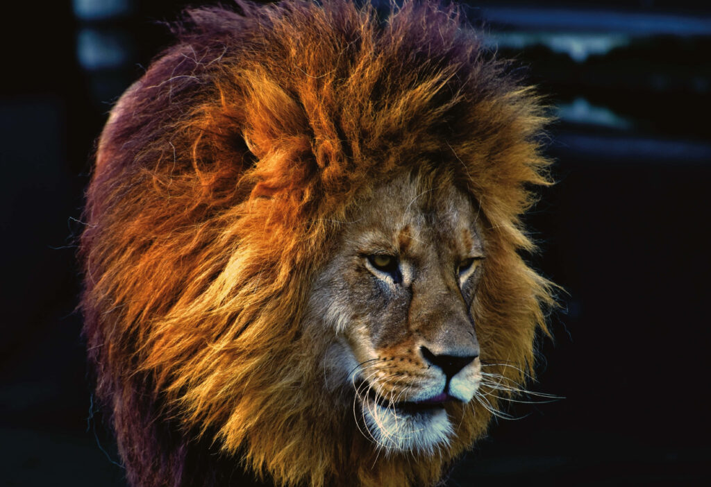 Majestic Lion with Vibrant Mane: Regal Presence Against Dark Backdrop Wallpaper