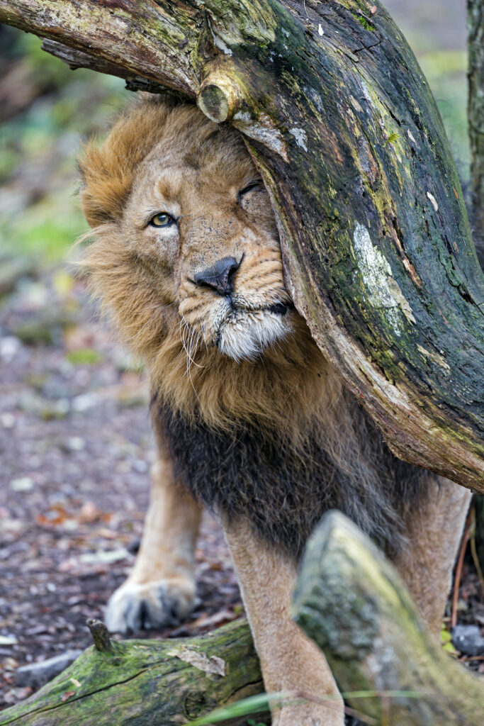 Majestic Lion Resting by Rugged Tree - Serene Wildlife Wallpaper
