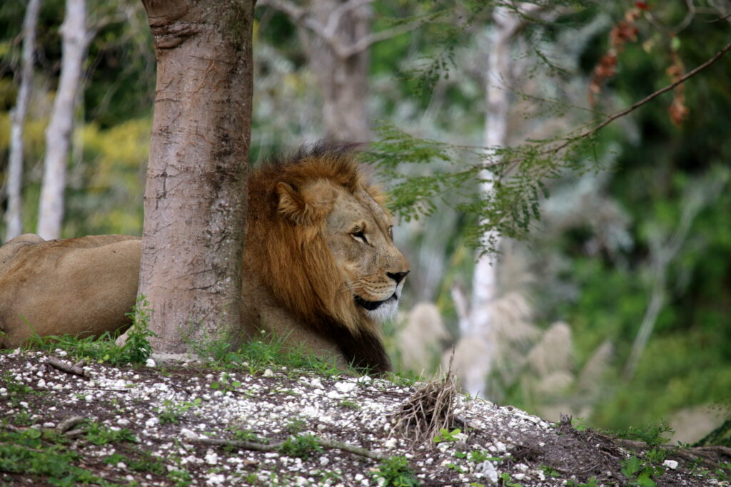 Majestic Lion Resting Under Tree - Serene Nature Wallpaper Background