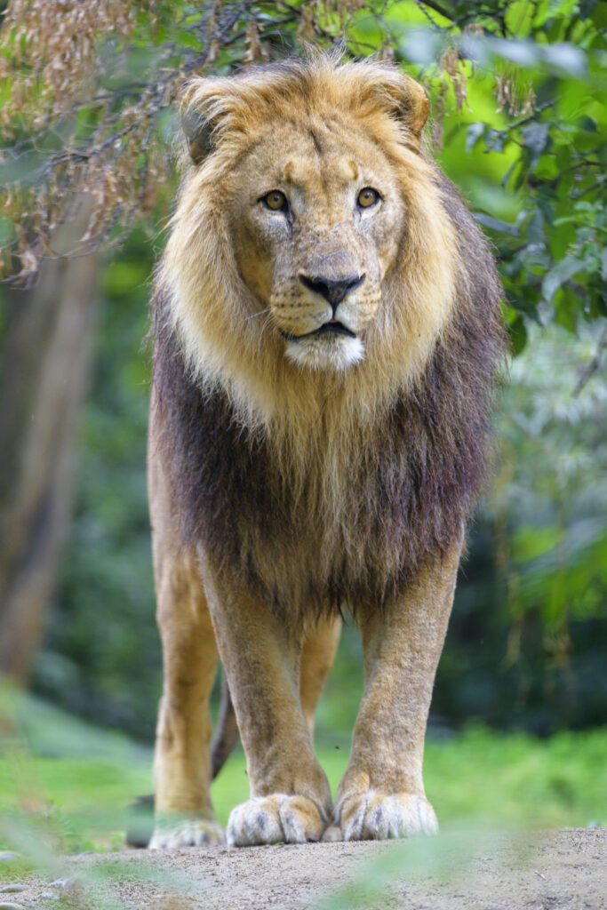 Majestic Lion Wallpaper: Powerful Gaze & Lush Green Background