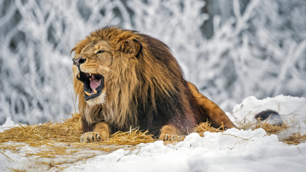 Majestic Lion Wallpaper: Bold Big Cat in Snowy Landscape