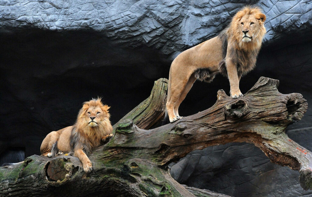 Majestic Lions on Weathered Tree Trunk - Stunning Rocky Background Wallpaper